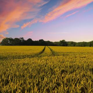 A lush wheat field stretches towards the horizon under a vibrant sunset sky.