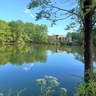 A serene lakeside view surrounded by lush greenery and clear blue skies.