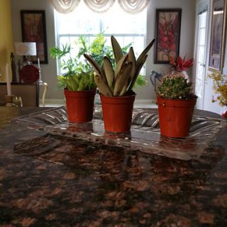 A serene view of potted plants arranged on a kitchen table, enhancing the warmth of the interior.