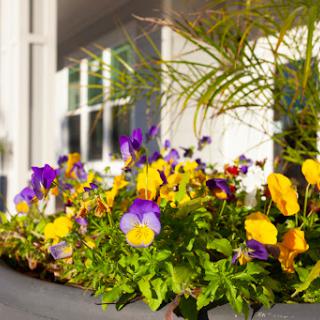 A vibrant display of pansies in various colors blooming in a garden setting.