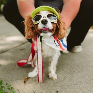 A cheerful dog sporting sunglasses and a colorful scarf, ready for some fun in the sun!