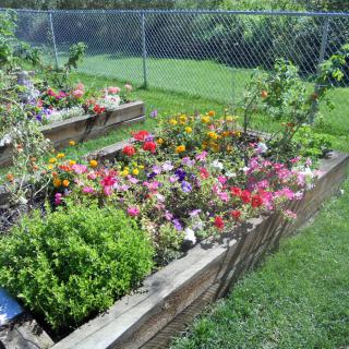 A vibrant garden with a variety of flowers growing in raised wooden beds, surrounded by a grassy yard and enclosed by a chain-link fence.