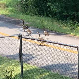 A group of geese crossing the road near a fence.