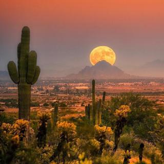 A breathtaking desert sunset, featuring silhouetted cacti against a vibrant sky and a looming moonrise over the mountains.