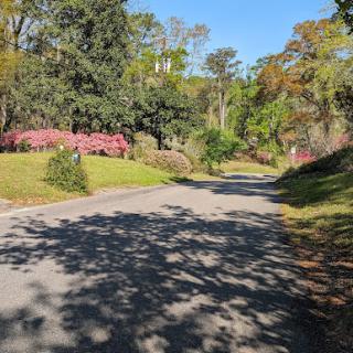 A serene view of a road lined with blooming flowers and lush greenery.