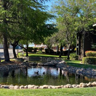 A tranquil park scene featuring a small pond with ducks and surrounding greenery.