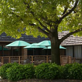 A peaceful outdoor patio area with turquoise umbrellas under a large tree.