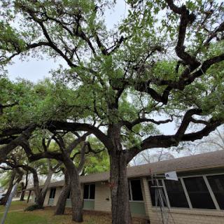 A sprawling tree with lush green leaves next to a building.