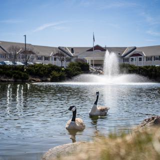 A serene view of a pond with two geese swimming in front of a fountain and a building.