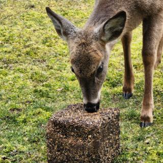 A deer feeding on a block of food in a lush green setting.