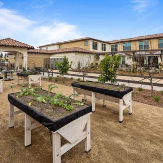 A community garden with raised planting beds and young plants growing in an outdoor setting.