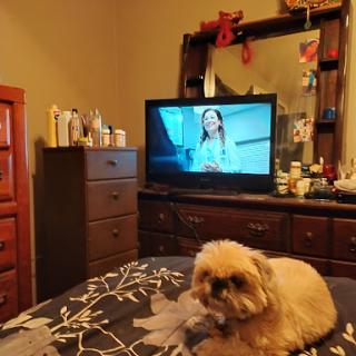 A cozy bedroom scene featuring a dog lounging on the bed, with a TV playing in the background.