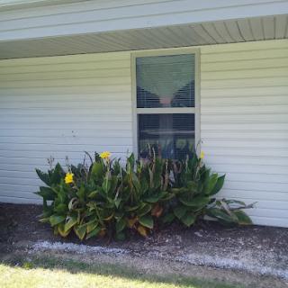 A view of a house featuring a window surrounded by vibrant plants.