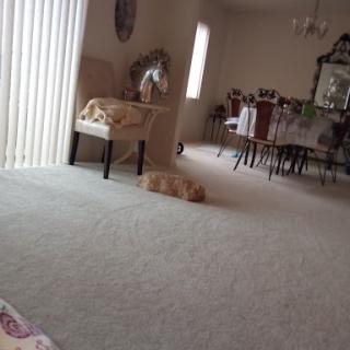 A cozy living room scene featuring a relaxed cat on the carpet.