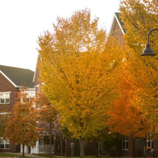 Bright autumn leaves on trees in front of a building.