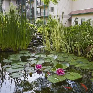 A tranquil pond with water lilies in a garden setting, surrounded by greenery and adjacent to a building.