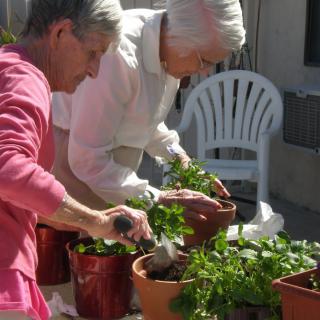 Two elderly individuals enjoy gardening together, planting greenery in pots outdoors.