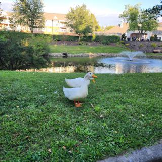A duck wandering near a serene pond in the park.