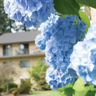 Close-up of vibrant blue hydrangeas in a garden setting.
