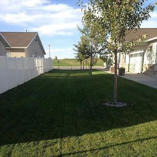 A suburban backyard with a neatly maintained lawn, surrounded by fences and homes.
