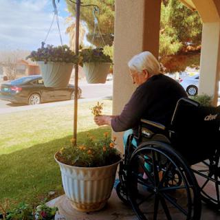 An elderly person in a wheelchair tending to plants on a sunny day.