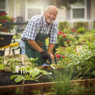 A senior man enjoying gardening in a lush vegetable garden.