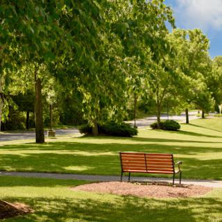 A serene park setting featuring a wooden bench surrounded by lush green trees.
