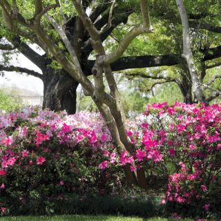 A vibrant garden featuring blooming azaleas beneath large, spreading trees.