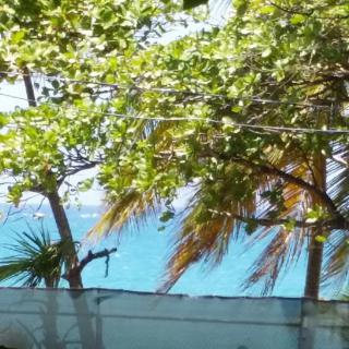 A serene tropical view with trees framing the ocean.