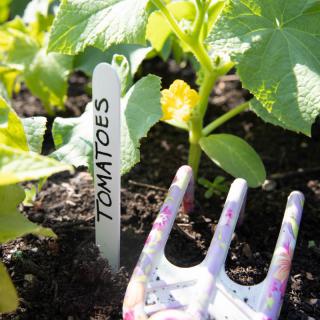 Young tomato plants growing in a garden with a small gardening fork nearby.