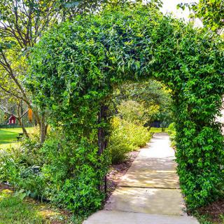A lush garden archway covered in greenery, leading to a serene pathway.