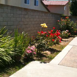 A vibrant garden with blooming roses and various plants along a sidewalk next to a brick wall.