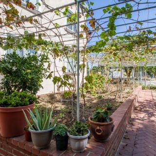 A garden with a variety of potted plants, vines growing on a trellis, and a brick pathway.