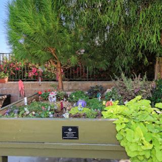 A vibrant garden featuring a variety of plants and flowers in a raised bed.