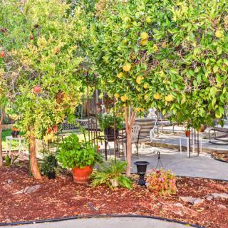 A vibrant garden scene with lush trees and greenery.