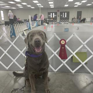 A cheerful dog sits proudly in front of its agility course with ribbons earned from competitions.