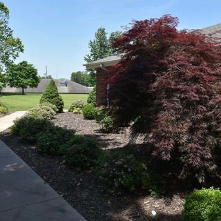 A well-maintained garden with various bushes and trees along a sidewalk on a sunny day.