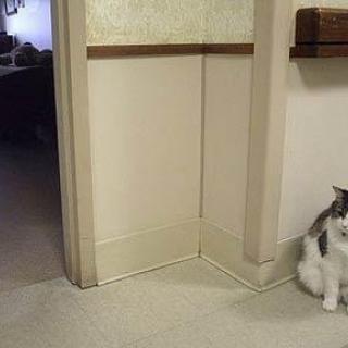 A cat sitting in the corner of a hallway inside a house.