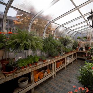 A sunlit greenhouse filled with a variety of potted plants on wooden shelves.