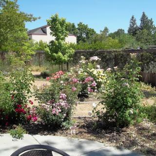 A serene garden filled with blooming flowers under a clear blue sky.