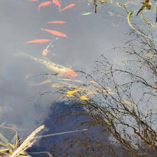 A serene pond scene featuring colorful koi fish swimming beneath the water's surface, surrounded by reflections of branches above.
