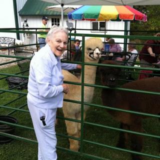 An elderly woman joyfully interacts with an alpaca at a farm.
