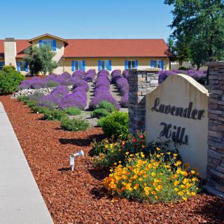 A picturesque garden with lavender plants and a sign reading 'Lavender Mills' in front of a building.