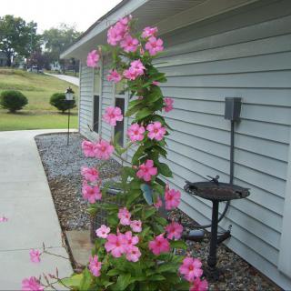 A vine with pink flowers growing along the side of a house.
