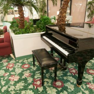 A grand piano with a bench in a decorated indoor space featuring plants and floral carpet.