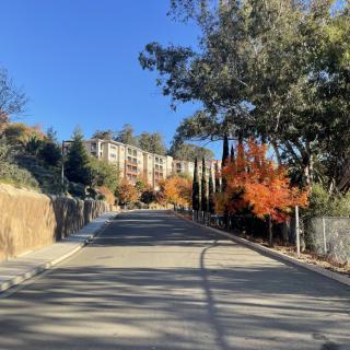 A sunlit road lined with autumn trees leading towards a building.