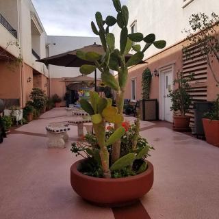 A cactus in a large pot adorns a charming courtyard patio.
