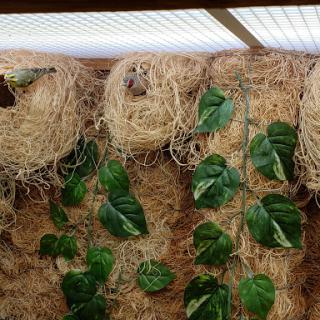 A beautiful display of indoor plants and natural decor, showcasing lush greenery intertwined with woven nests.