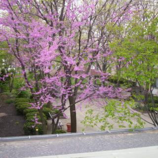 A vibrant spring scene with blooming trees and pink blossoms.