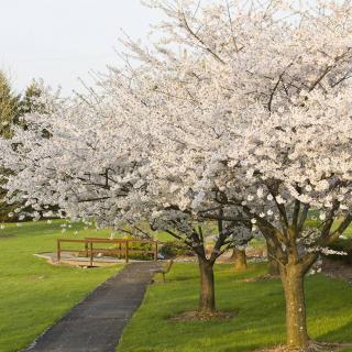 A serene pathway lined with blooming cherry blossom trees in a park during spring.